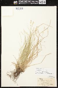 Carex brunnescens subsp. sphaerostachya image