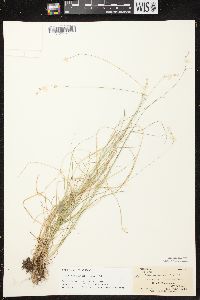 Carex brunnescens subsp. sphaerostachya image