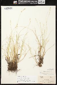 Carex brunnescens subsp. sphaerostachya image