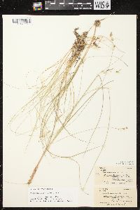 Carex brunnescens subsp. sphaerostachya image