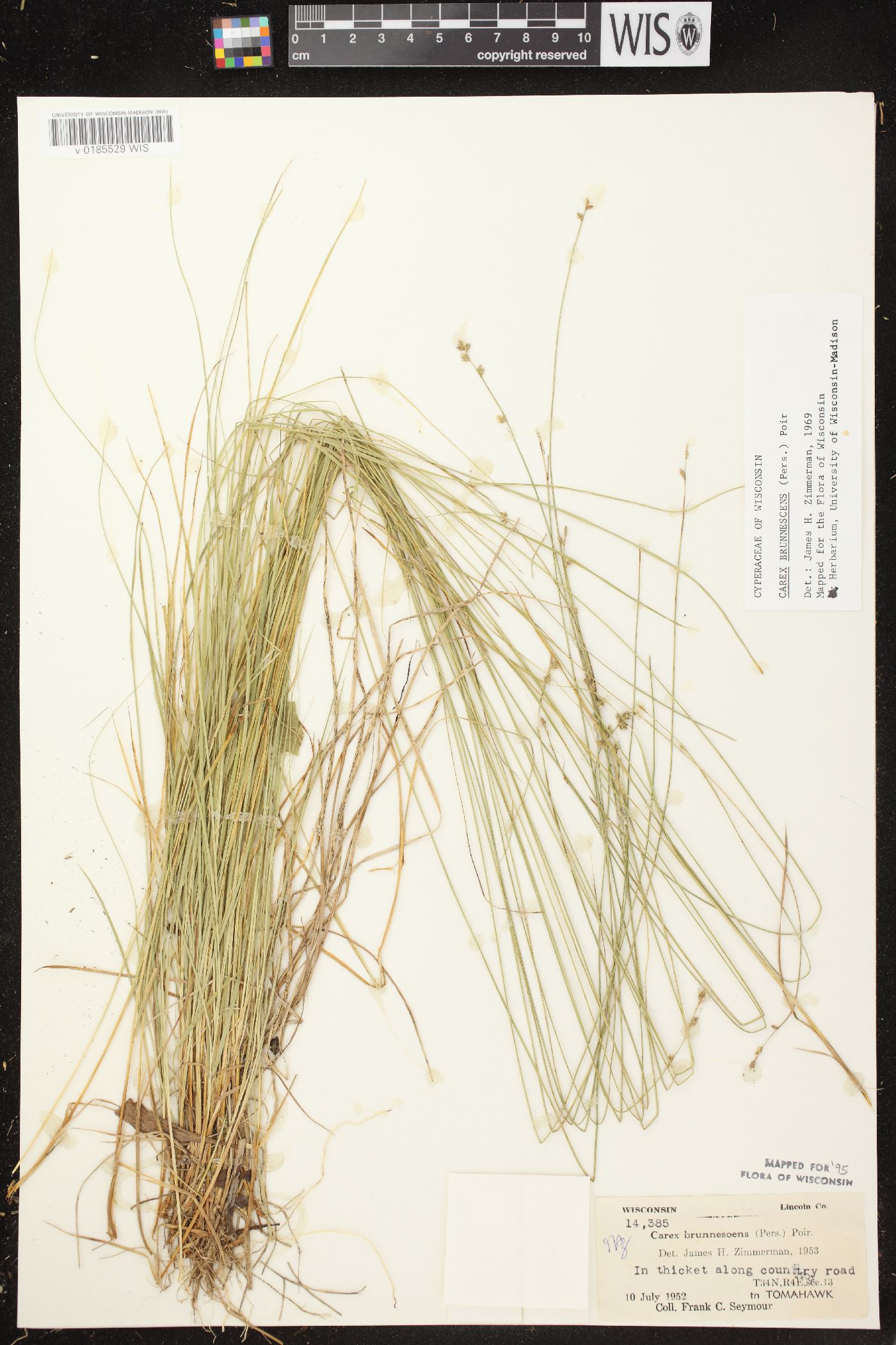 Carex brunnescens subsp. sphaerostachya image