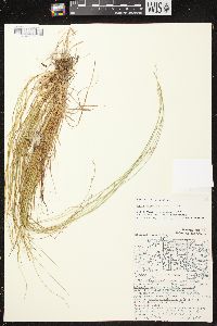 Carex brunnescens subsp. sphaerostachya image