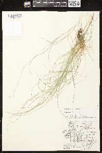 Carex brunnescens subsp. sphaerostachya image