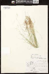 Carex brunnescens subsp. sphaerostachya image