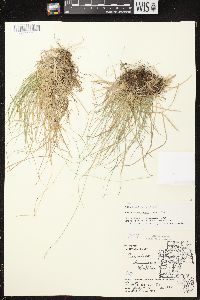 Carex brunnescens subsp. sphaerostachya image