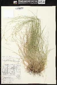 Carex brunnescens subsp. sphaerostachya image