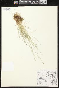 Carex brunnescens subsp. sphaerostachya image