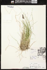 Carex brunnescens subsp. sphaerostachya image