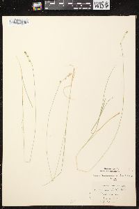 Carex brunnescens subsp. sphaerostachya image