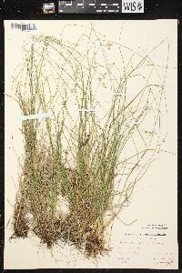 Carex brunnescens subsp. sphaerostachya image