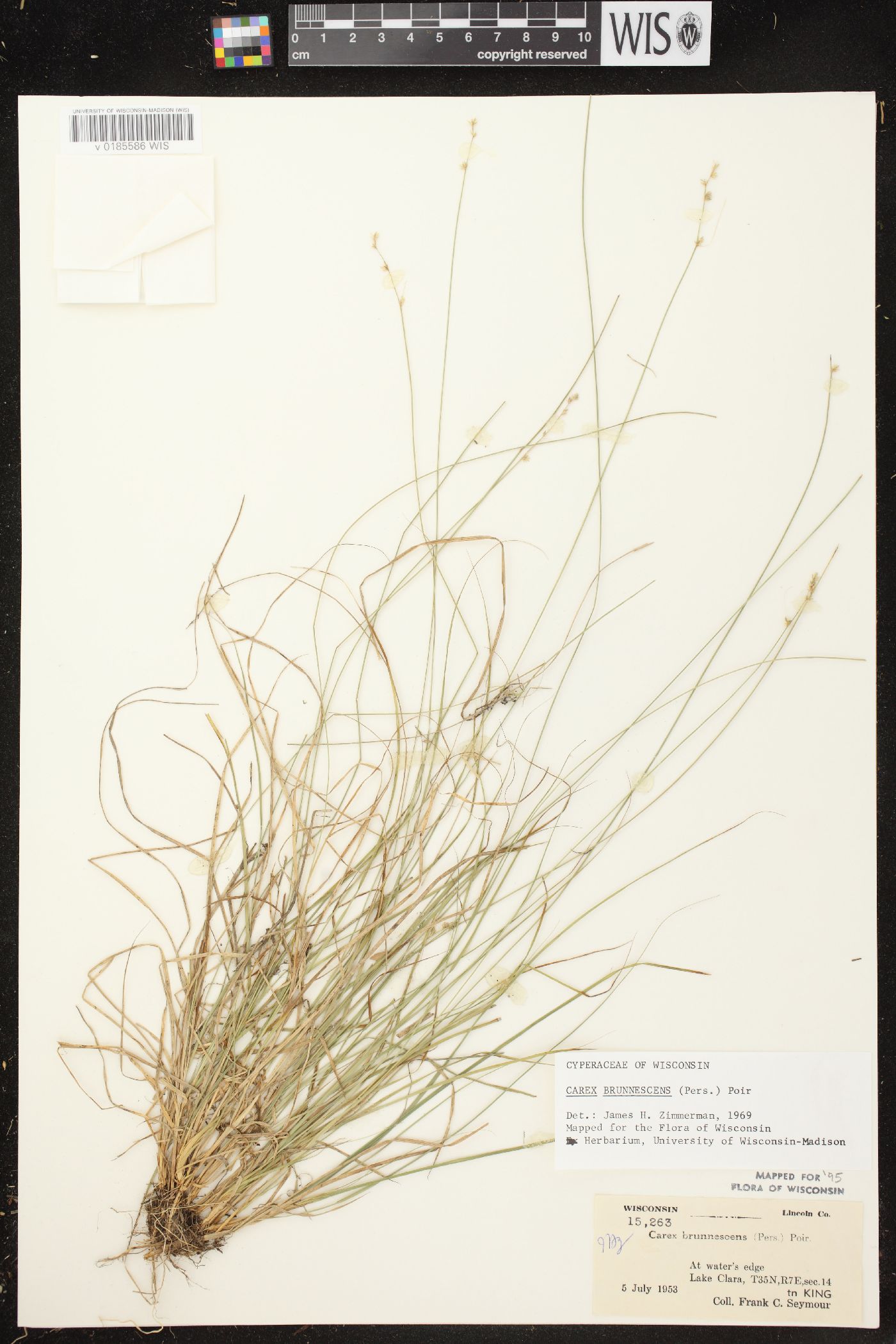 Carex brunnescens subsp. sphaerostachya image