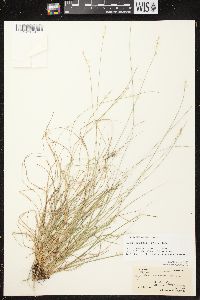 Carex brunnescens subsp. sphaerostachya image