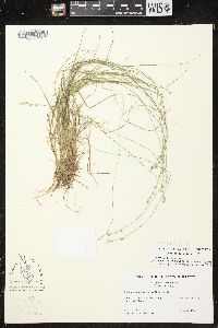 Carex brunnescens subsp. sphaerostachya image