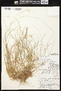 Carex brunnescens subsp. sphaerostachya image