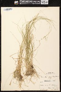 Carex brunnescens subsp. sphaerostachya image