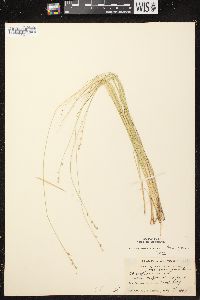 Carex brunnescens subsp. sphaerostachya image