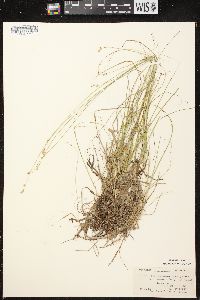 Carex brunnescens subsp. sphaerostachya image