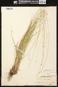 Carex brunnescens subsp. sphaerostachya image