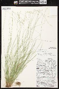 Carex brunnescens subsp. sphaerostachya image