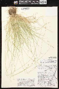 Carex brunnescens subsp. sphaerostachya image