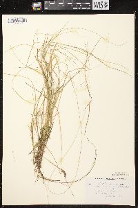 Carex brunnescens subsp. sphaerostachya image