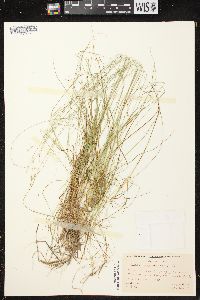 Carex brunnescens subsp. sphaerostachya image