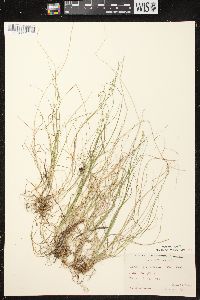 Carex brunnescens subsp. sphaerostachya image