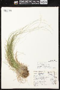 Carex brunnescens subsp. sphaerostachya image