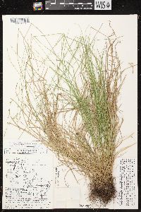 Carex brunnescens subsp. sphaerostachya image