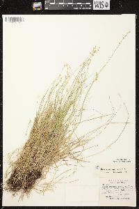 Carex brunnescens subsp. sphaerostachya image