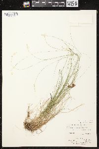 Carex brunnescens subsp. sphaerostachya image