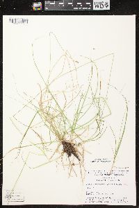 Carex brunnescens subsp. sphaerostachya image