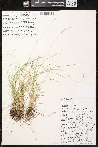 Carex brunnescens subsp. sphaerostachya image