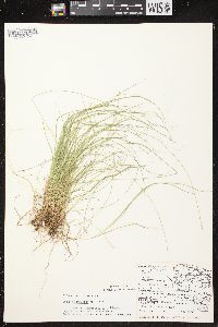 Carex brunnescens subsp. sphaerostachya image