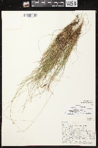 Carex brunnescens subsp. sphaerostachya image