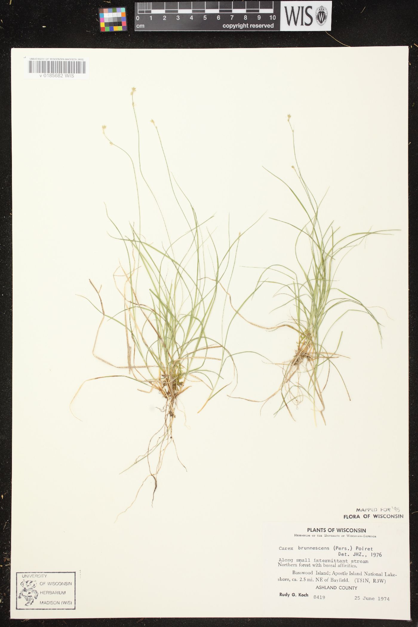 Carex brunnescens subsp. sphaerostachya image