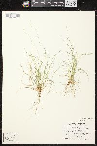 Carex brunnescens subsp. sphaerostachya image