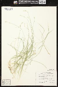 Carex brunnescens subsp. sphaerostachya image