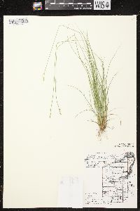 Carex brunnescens subsp. sphaerostachya image