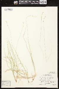 Carex brunnescens subsp. sphaerostachya image