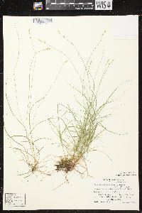 Carex brunnescens subsp. sphaerostachya image