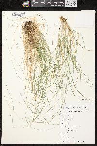 Carex brunnescens subsp. sphaerostachya image