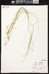 Carex brunnescens subsp. sphaerostachya image