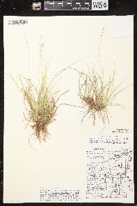 Carex brunnescens subsp. sphaerostachya image