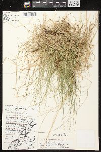 Carex brunnescens subsp. sphaerostachya image
