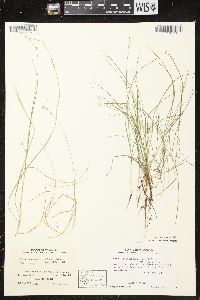 Carex brunnescens subsp. sphaerostachya image