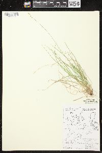 Carex brunnescens subsp. sphaerostachya image