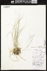 Carex brunnescens subsp. sphaerostachya image