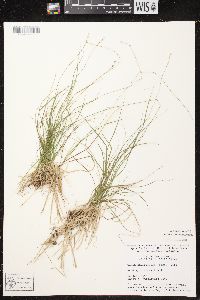 Carex brunnescens subsp. sphaerostachya image