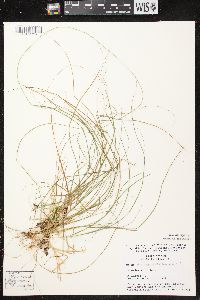 Carex brunnescens subsp. sphaerostachya image